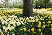 19messer tulipano